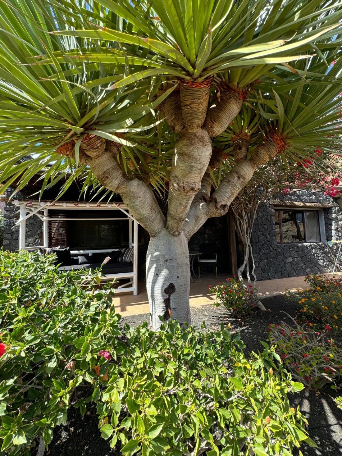 Castillo Lanzarote Villa Bailey - Luxury Villa - Pet Friendly With Heated Pool La Asomada  المظهر الخارجي الصورة